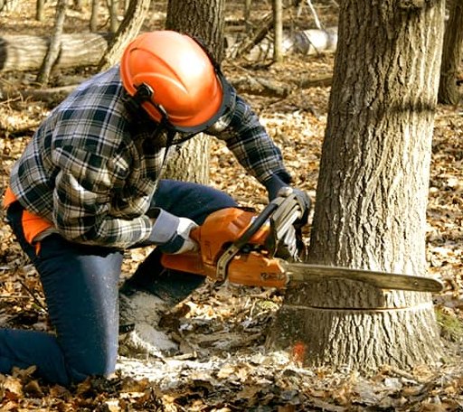 Tree Removal in Center Conway, NH